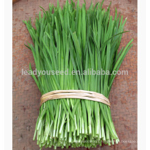 LE01 Guanglian wide leaf green Chinese chives seeds